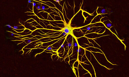 Cercetătorii au descoperit un nou mod în care două dintre cele mai importante celule cerebrale comunică între ele