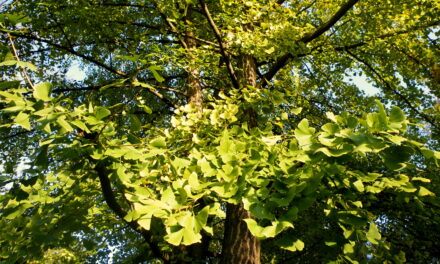Frunzele de Ginkgo ar putea îmbunătăţi recuperarea cognitivă precoce după un accident vascular cerebral (studiu)