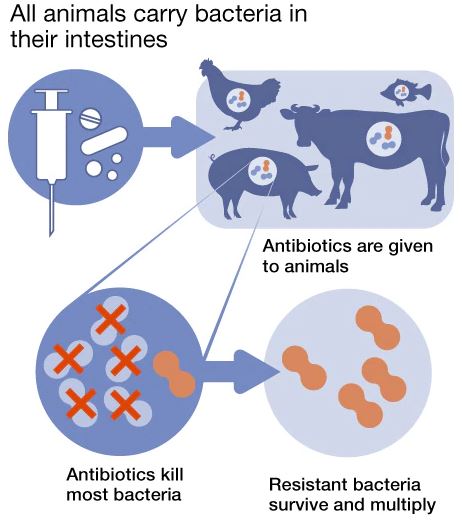 Care este legătura dintre antibiotice, animalele crescute pentru hrană și posibile infecții grave la oameni