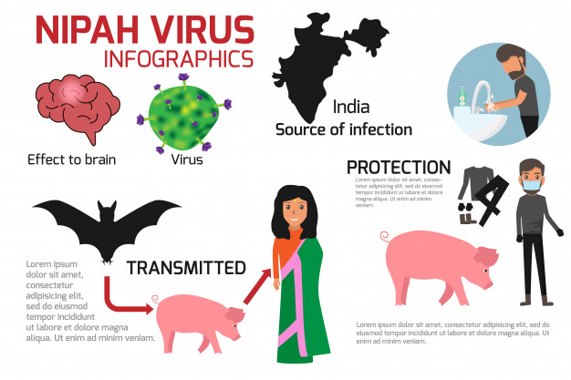 Celălalt virus care îi sperie pe oamenii de știință. Nipah, patogenul cu nume exotic și gazdă comună cu SARS-CoV-2