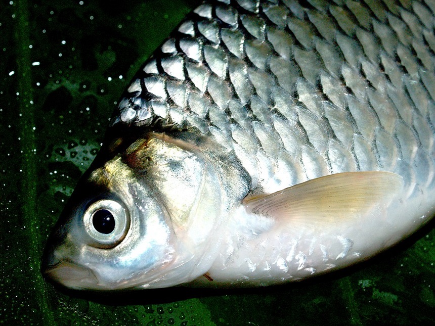 Solzii de pește, ingredientul cu ajutorul căruia cercetătorii gălățeni vor să distrugă virusul SARS CoV-2